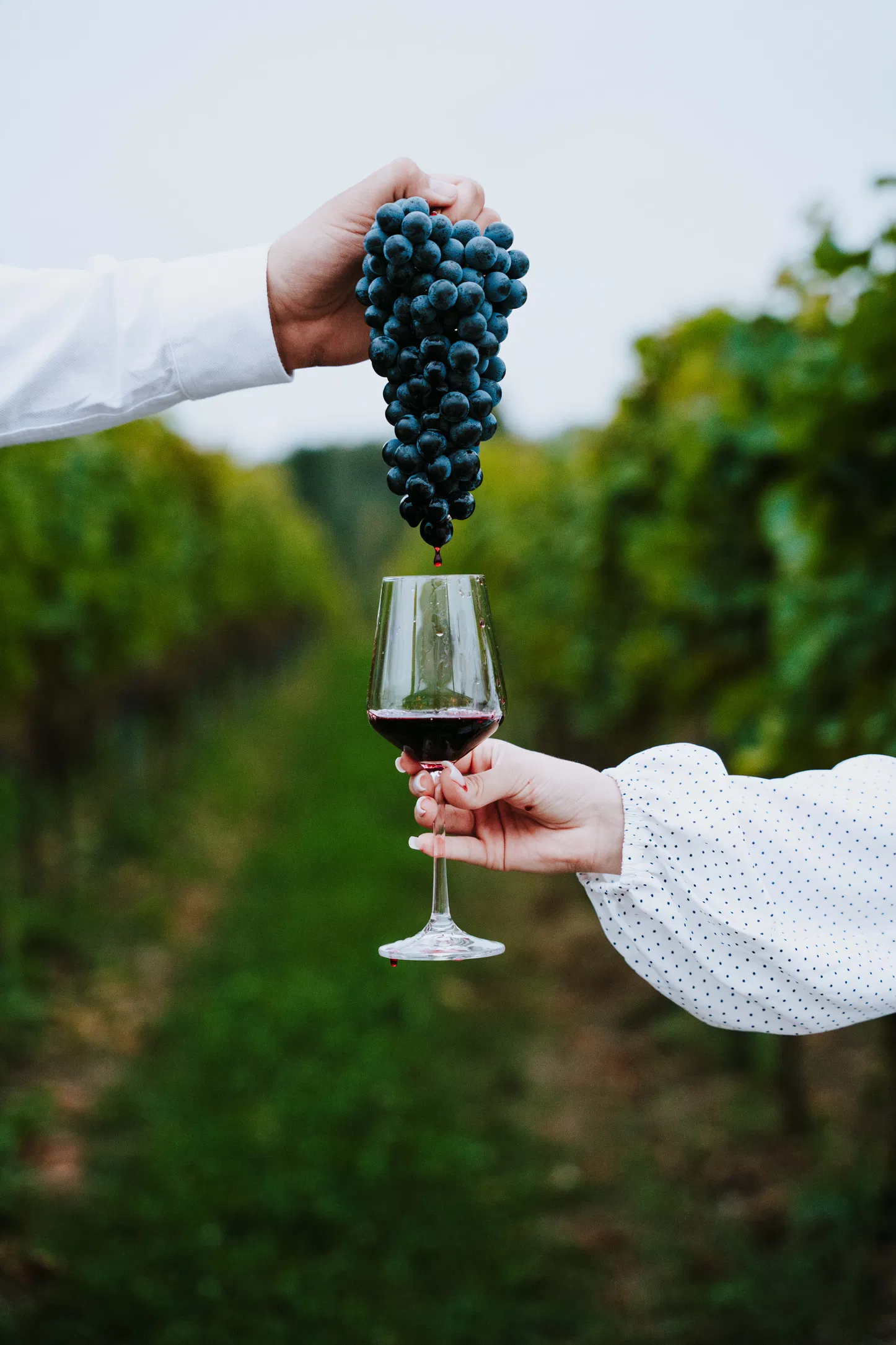 Wine tasting at a vineyard near Krakow